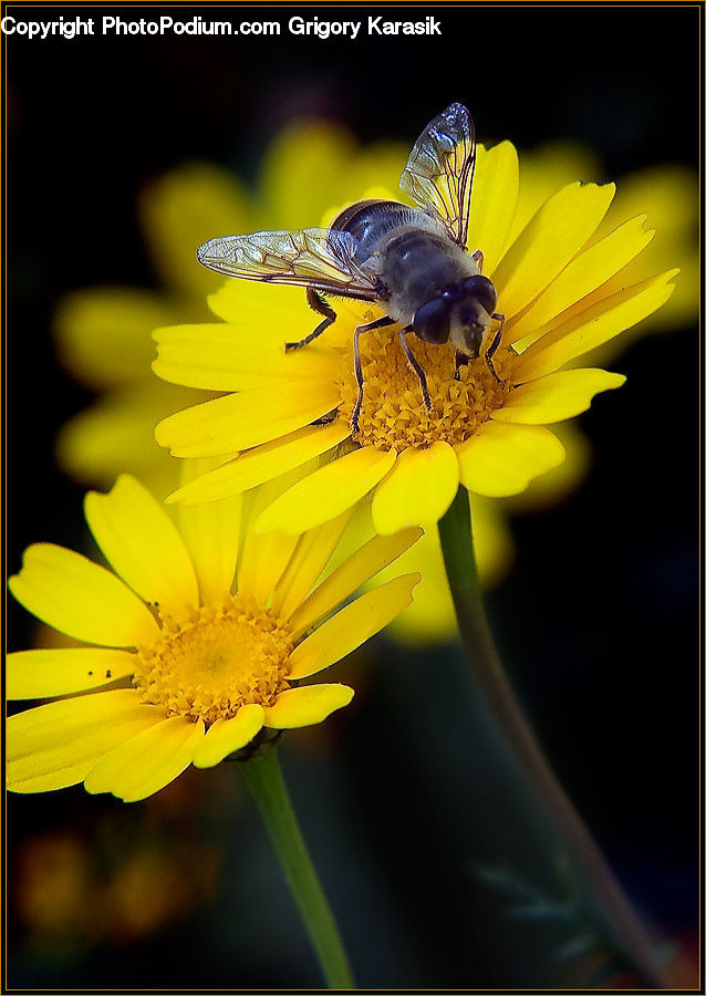 Bee, Insect, Invertebrate, Daisies, Daisy, Flower, Plant