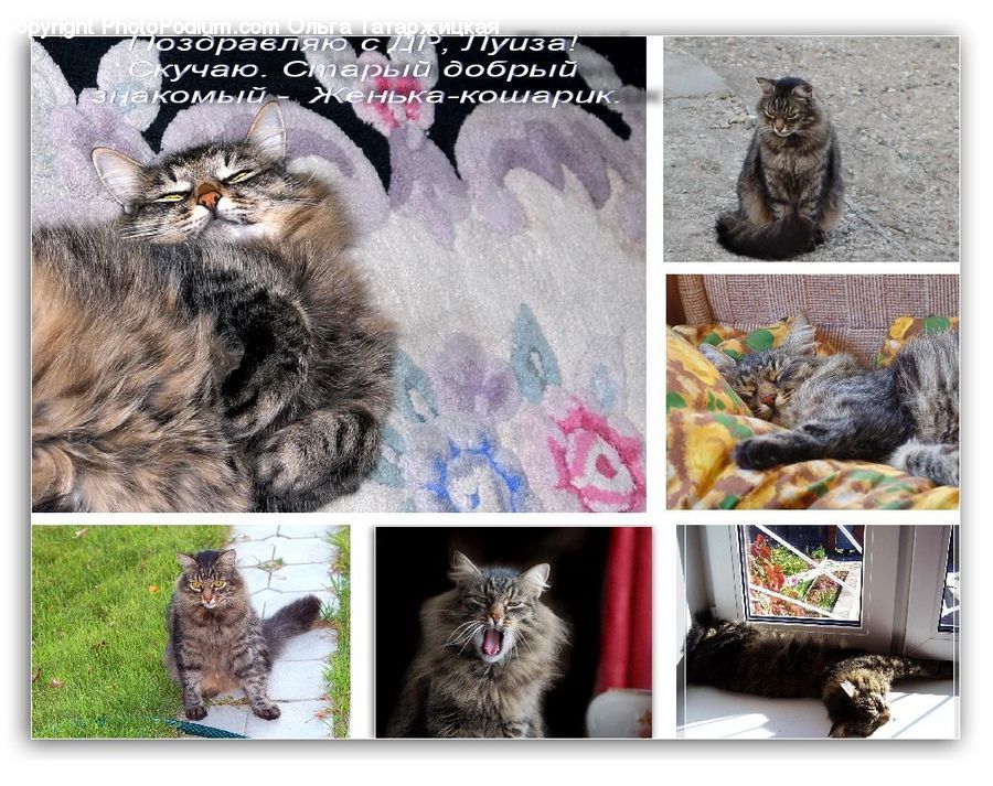 Collage, Poster, Animal, Cat, Mammal, Pet, Manx