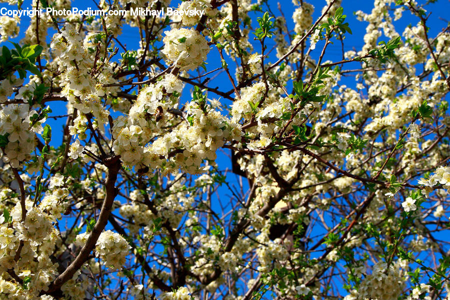 Blossom, Flora, Flower, Plant, Cherry Blossom, Oak, Sycamore