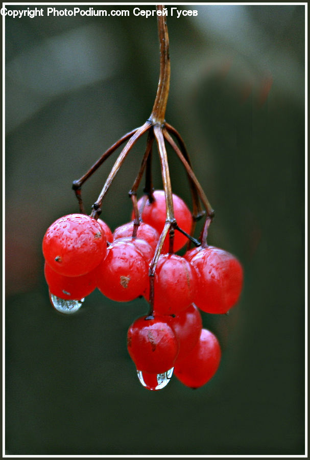 Fruit, Cherry, Plant, Blossom, Flora, Flower, Geranium