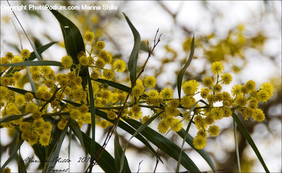 Blossom, Flora, Flower, Plant, Daisies, Daisy, Cherry Blossom