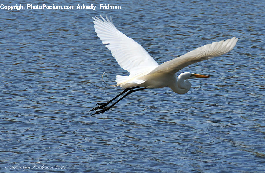 Bird, Crane Bird, Heron, Swan, Waterfowl, Pelican, Ardeidae