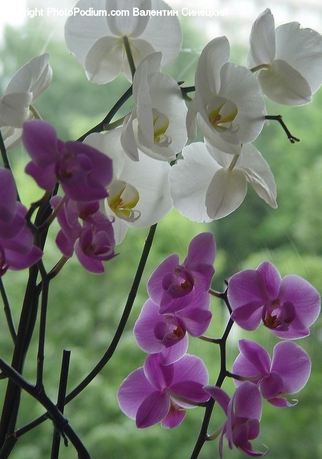 Blossom, Flora, Flower, Plant, Lilac, Orchid, Geranium