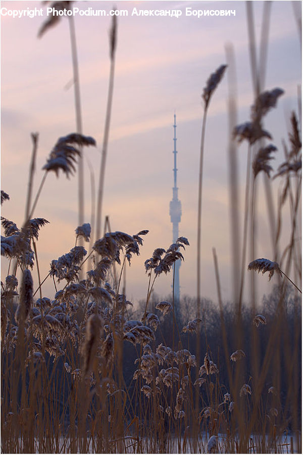 Grass, Plant, Reed, Field, Grassland, Beak, Bird