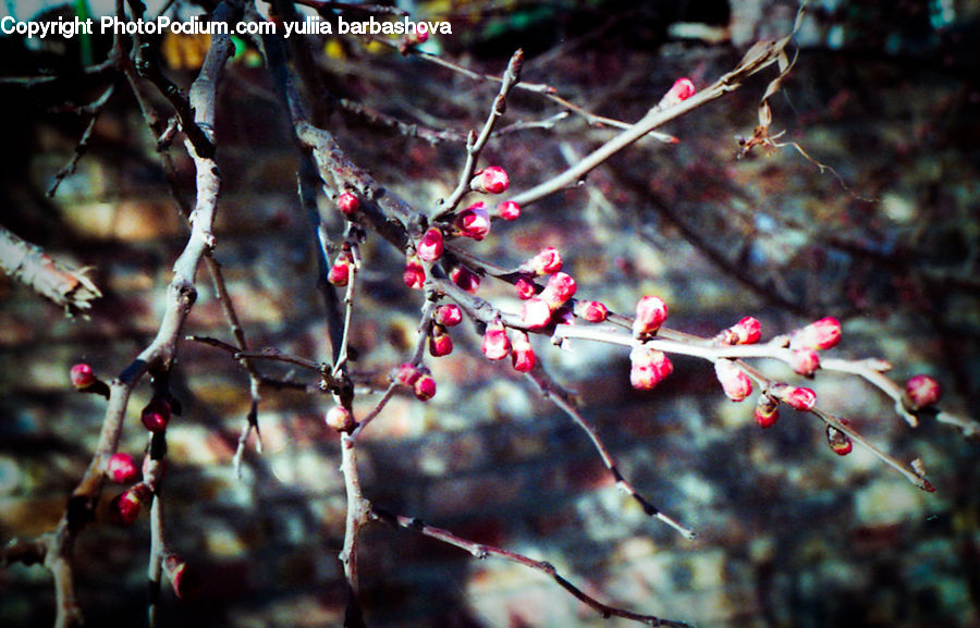 Blossom, Cherry Blossom, Flower, Birch, Tree, Wood, Flora