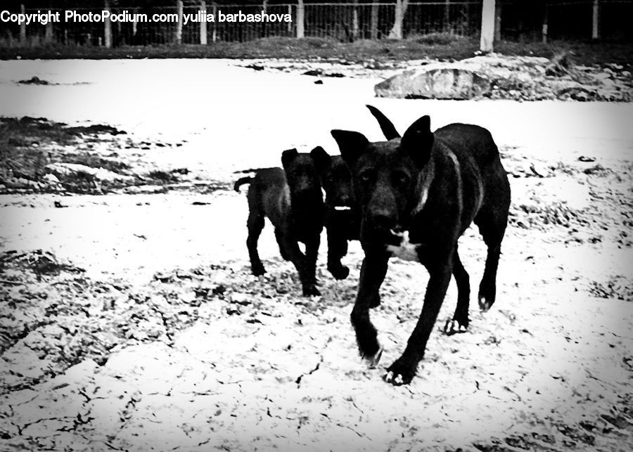 Animal, Cattle, Mammal, Angus, Bull, Outdoors, Sand