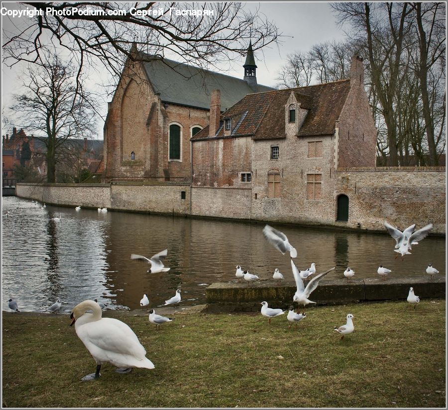 Bird, Waterfowl, Goose, Seagull, Castle, Ditch, Fort