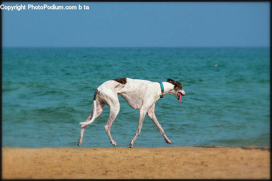 Animal, Canine, Dog, Mammal, Pet, Pointer, Beach