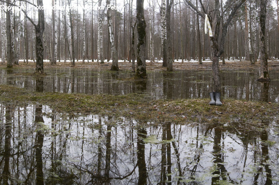 Land, Marsh, Outdoors, Swamp, Water, Forest, Vegetation