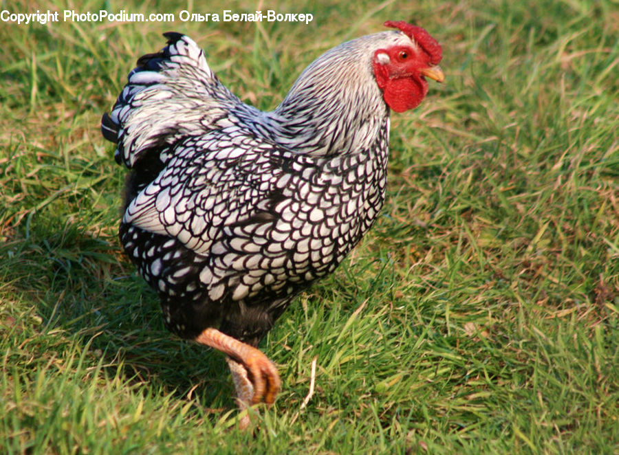 Chicken, Fowl, Hen, Poultry, Field, Grass, Grassland