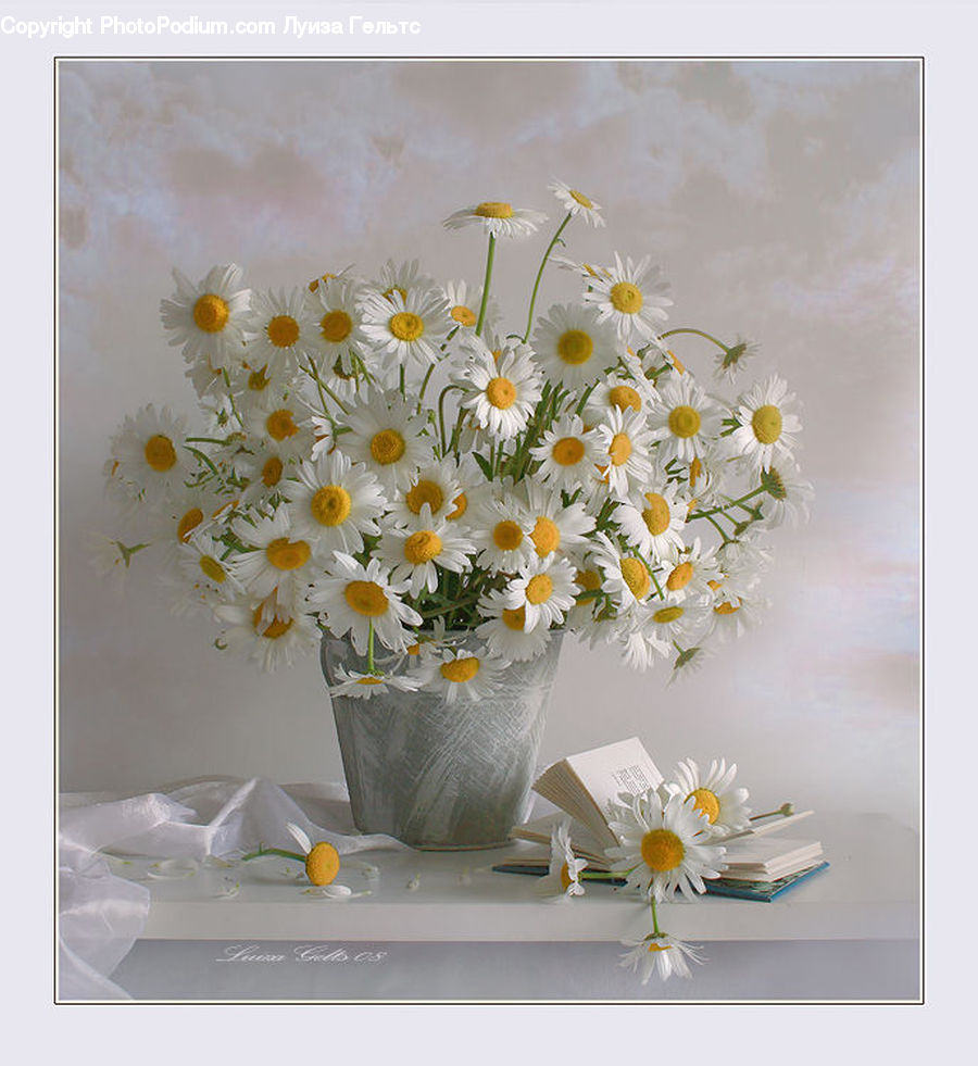 Daisies, Daisy, Flower, Plant, Paper, Floral Design, Flower Arrangement