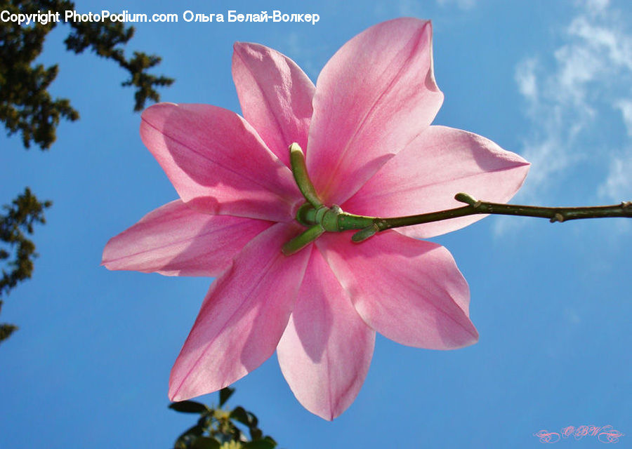 Blossom, Flora, Flower, Geranium, Plant, Hibiscus, Poppy