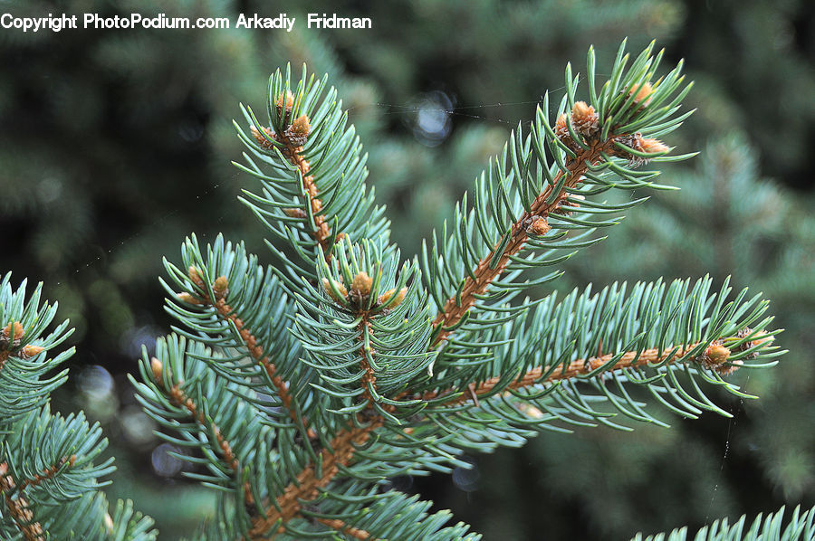 Conifer, Fir, Plant, Tree, Spruce, Wood, Pine