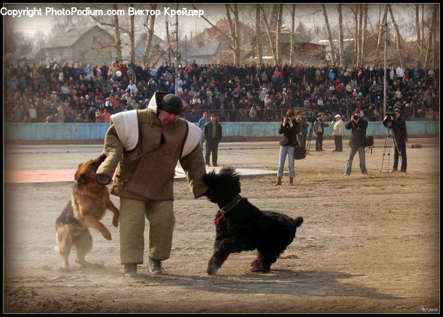 People, Person, Human, Animal, Canine, Collie, Dog