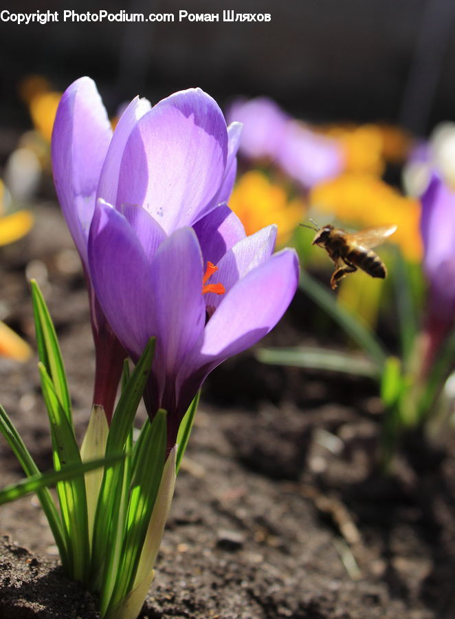 Blossom, Crocus, Flora, Flower, Plant, Bee, Insect