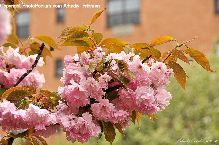 Blossom, Flora, Flower, Plant, Cherry Blossom, Pollen, Flower Arrangement