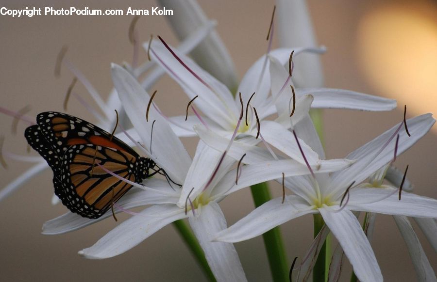 Amaryllis, Flower, Plant, Butterfly, Insect, Monarch, Invertebrate