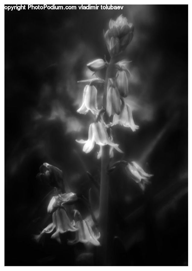 Smoke, X-Ray, Plant, Weed, Blossom, Flora, Flower