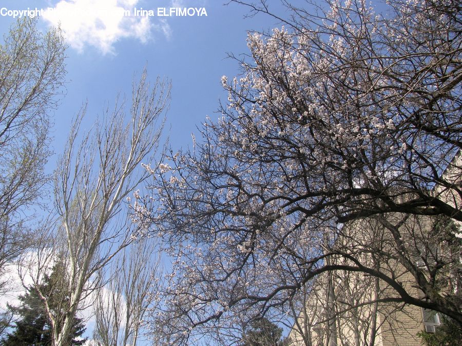 Plant, Tree, Blossom, Cherry Blossom, Flower, Landscape, Nature