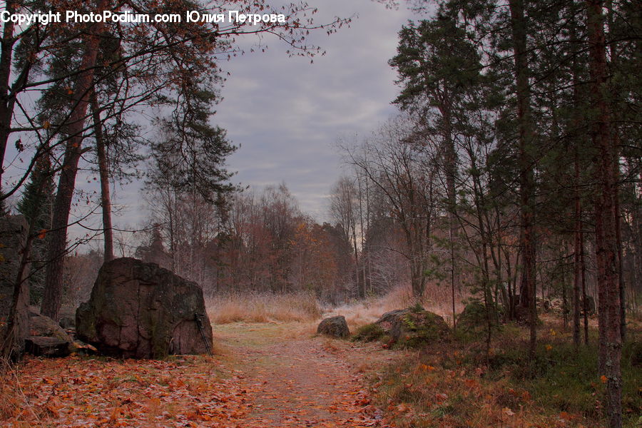 Dirt Road, Gravel, Road, Bush, Plant, Vegetation, Fir