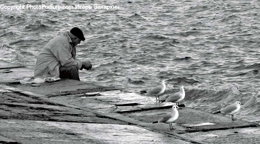 People, Person, Human, Bird, Seagull, Fishing, Dock