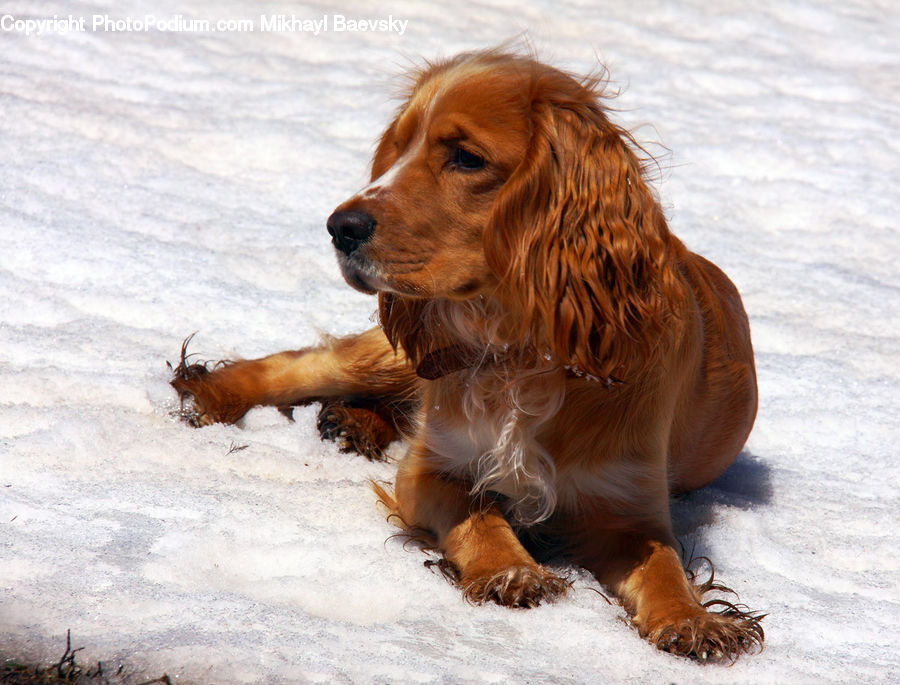 Animal, Canine, Cocker Spaniel, Dog, Mammal, Pet, Spaniel