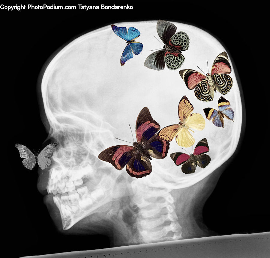 Butterfly, Insect, Invertebrate, Accessories, Dish, Food, Plate