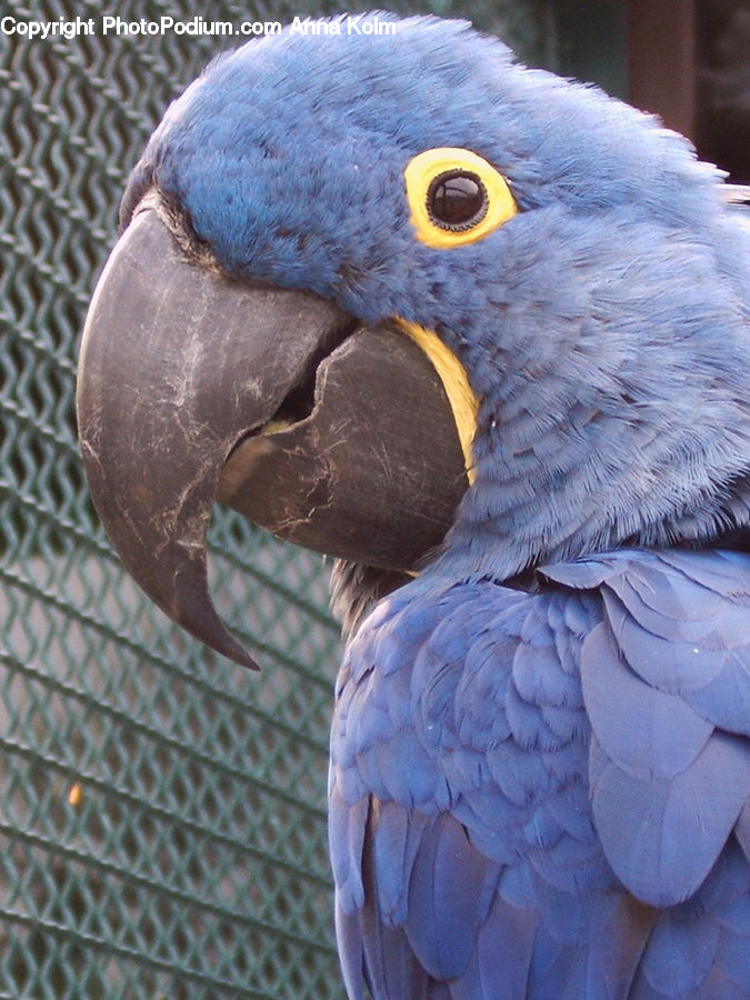 Bird, Macaw, Parrot, Beak, Pigeon