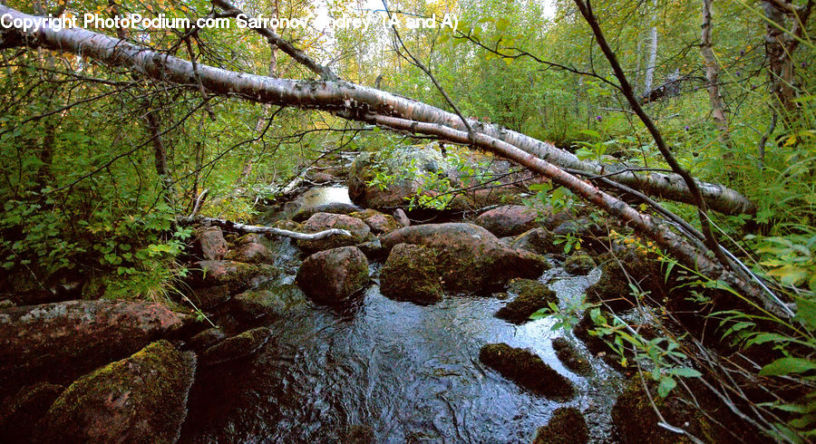 Creek, Outdoors, River, Water, Forest, Vegetation, Jungle