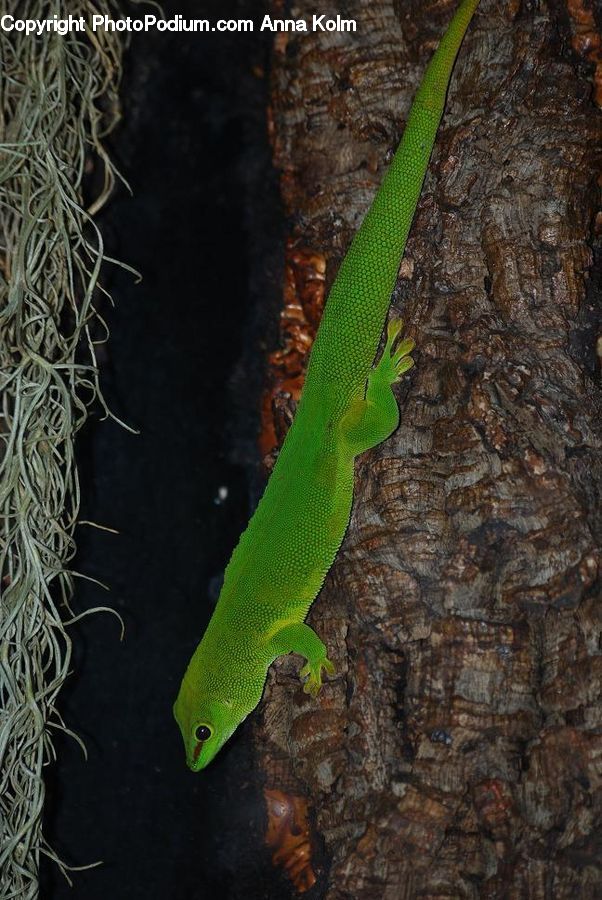 Gecko, Green Lizard, Lizard, Reptile, Amphibian, Wildlife, Wire
