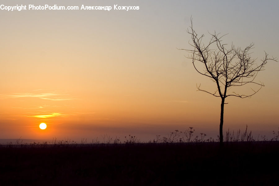 Plant, Tree, Dawn, Dusk, Sky, Sunrise, Sunset