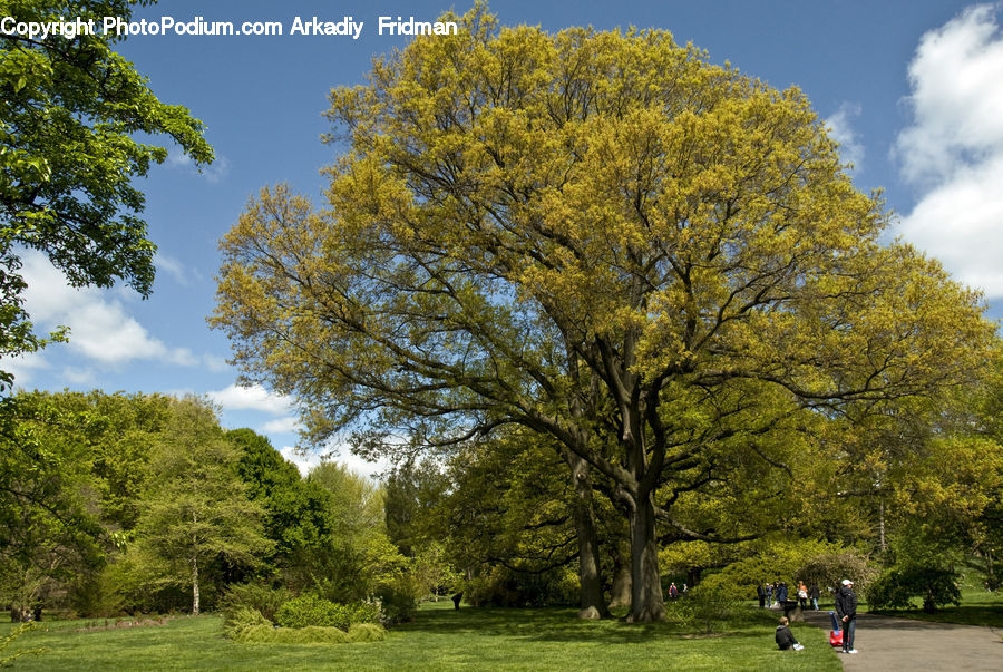 Oak, Tree, Wood, Plant, Conifer, Fir, Vegetation