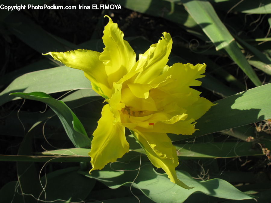 Blossom, Daffodil, Flora, Flower, Plant, Gladiolus, Tulip