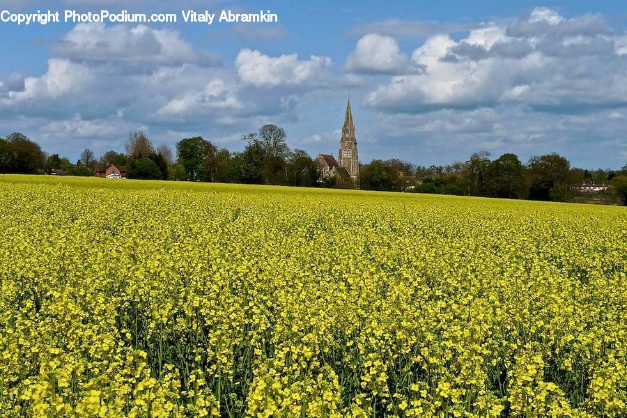 Field, Grass, Grassland, Plant, Blossom, Flora, Flower