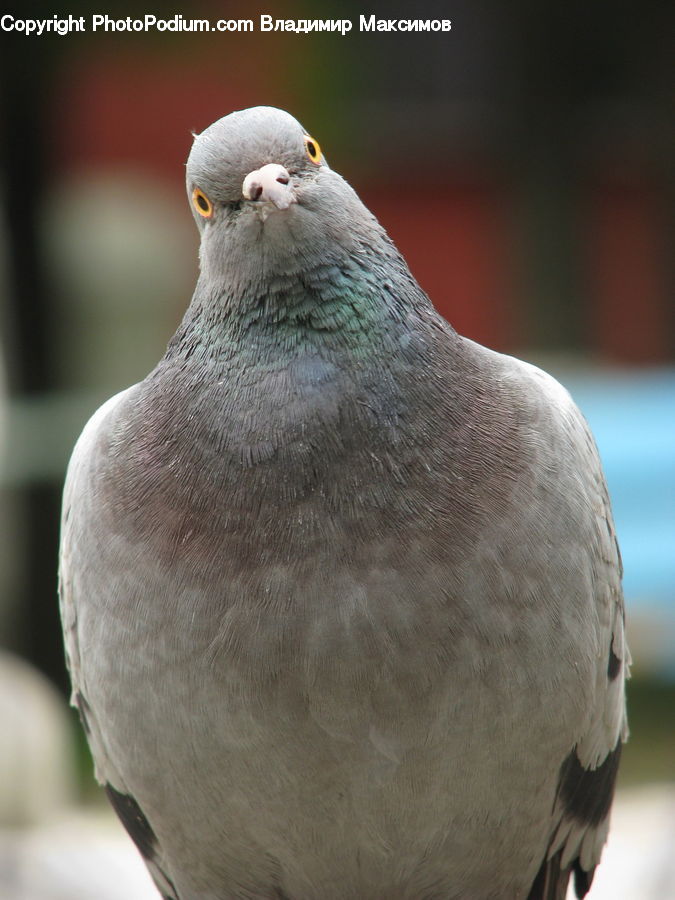 Bird, Pigeon, Dove