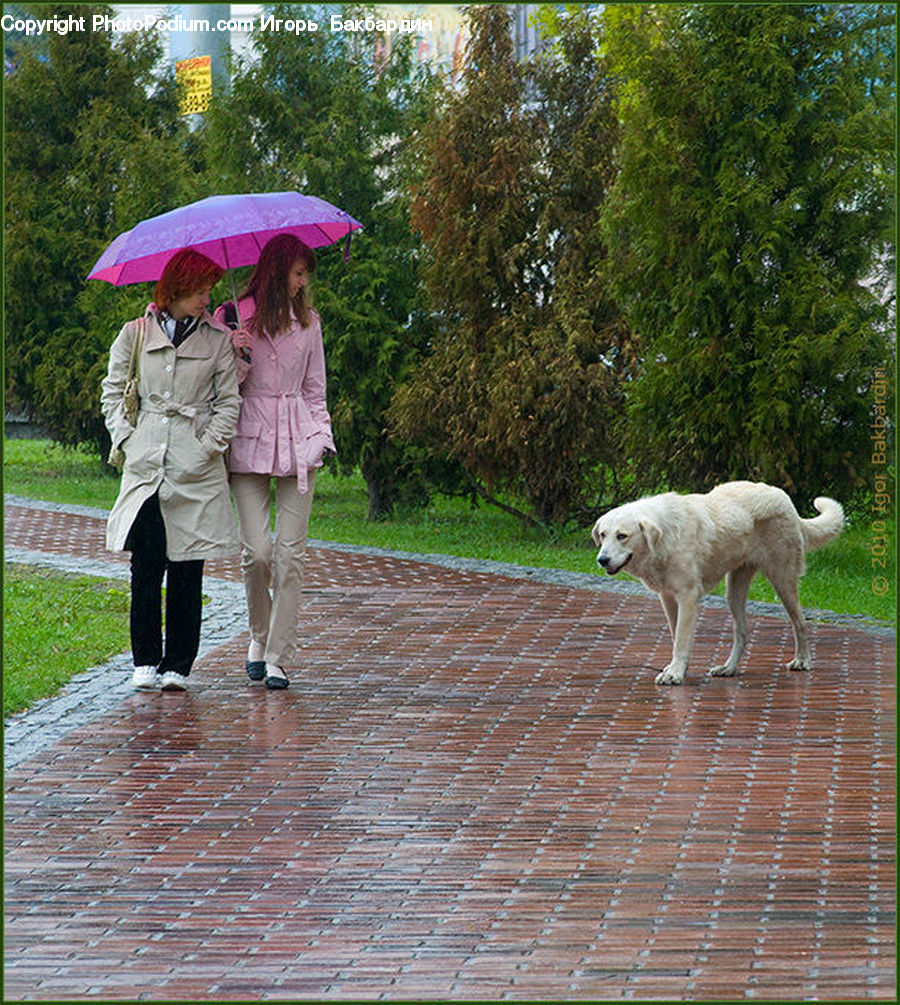 Human, People, Person, Umbrella, Animal, Dog, Pet