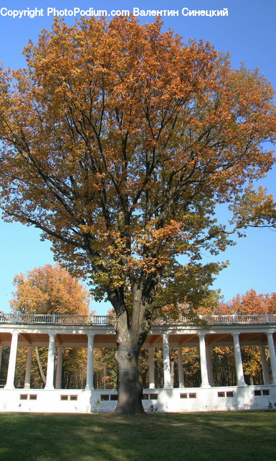 Gazebo, Oak, Tree, Wood, Deck, Housing, Porch