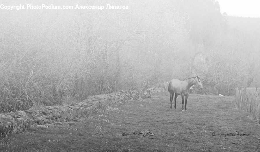 Animal, Horse, Mammal, Fog, Countryside, Outdoors, Forest