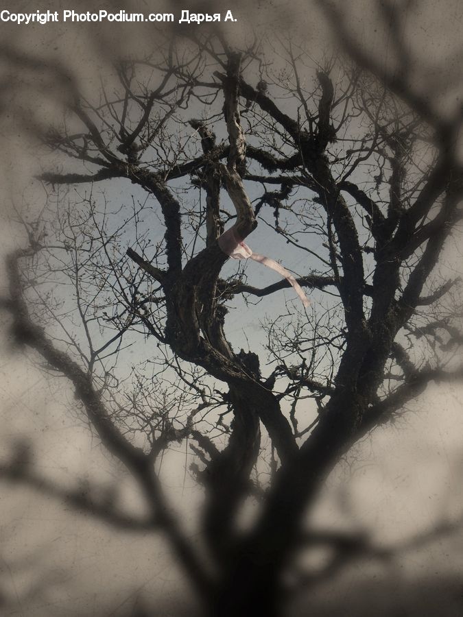 Plant, Tree, Oak, Wood, Silhouette, Conifer, Fir