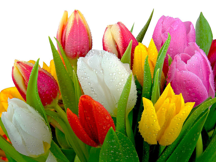 Flower, Flower Arrangement, Flower Bouquet, Fruit, Blossom, Flora, Plant