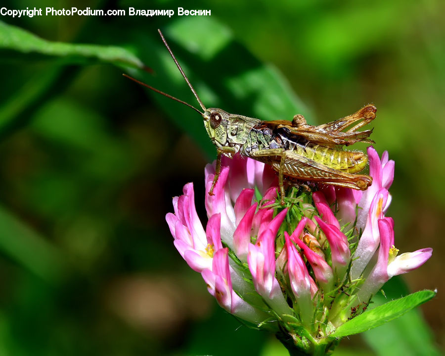 Cricket Insect, Grasshopper, Insect, Invertebrate, Blossom, Flora, Flower