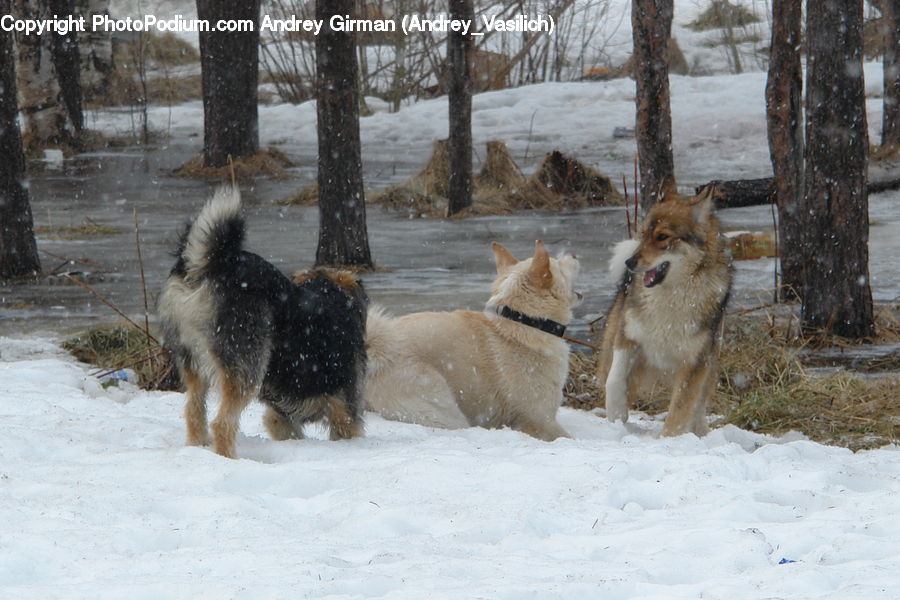 Animal, Canine, Dog, Mammal, Pet, Terrier, Collie