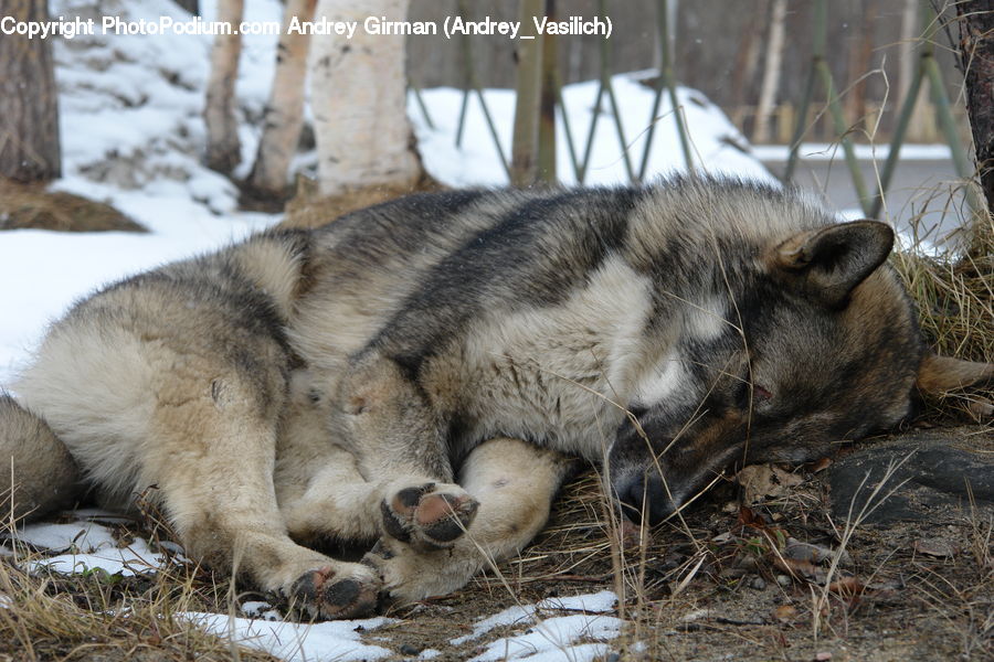 Animal, Canine, Dog, Husky, Mammal, Pet, Grass