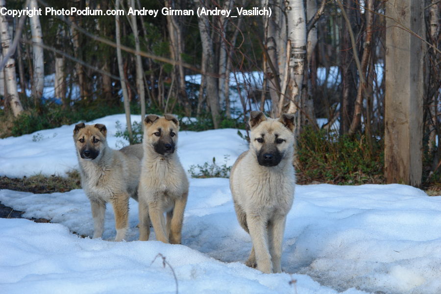 Animal, Canine, Dog, Husky, Mammal, Pet, Puppy