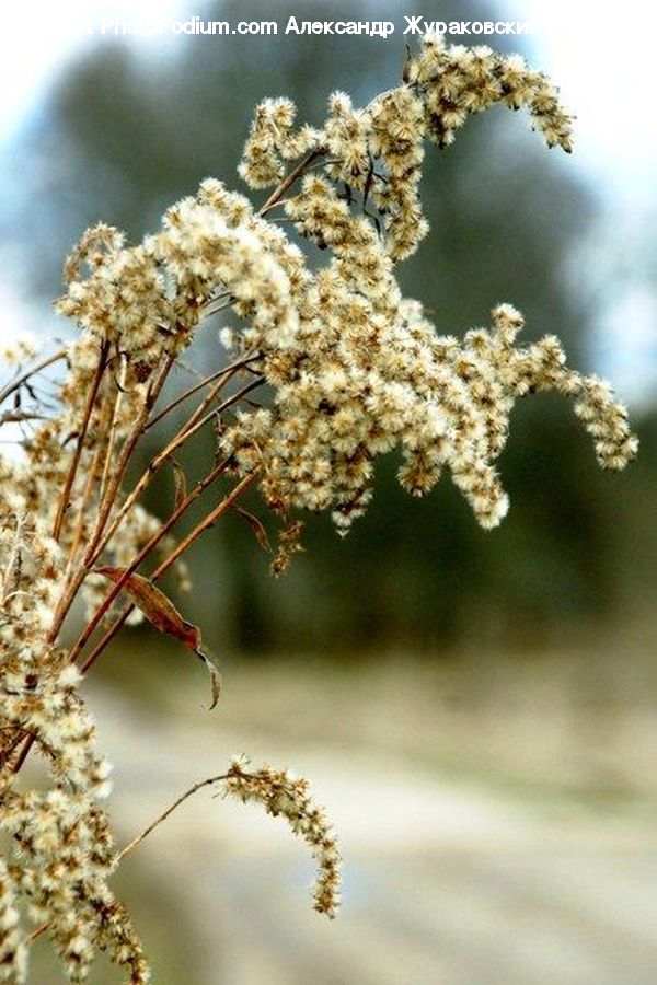 Blossom, Flora, Flower, Plant, Apiaceae, Leaf, Amaranthaceae