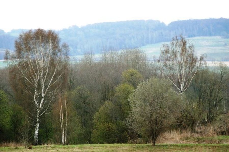 Birch, Tree, Wood, Countryside, Outdoors, Forest, Vegetation