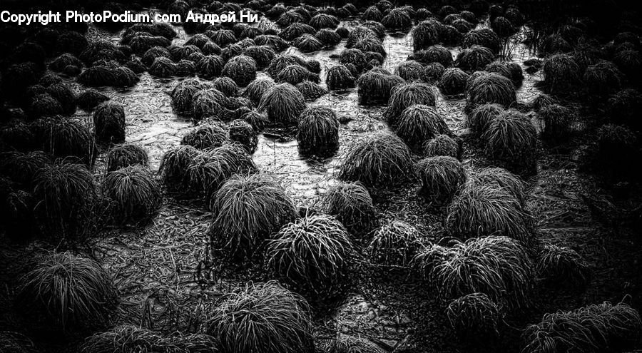 Crowd, Conifer, Fir, Plant, Tree, Blossom, Flora