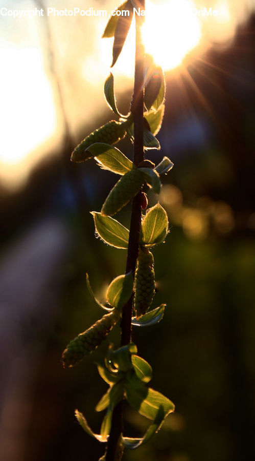 Conifer, Fir, Plant, Tree, Flare, Light, Sunlight