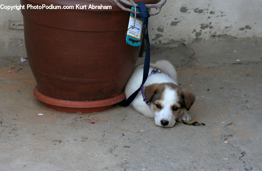 Animal, Beagle, Canine, Dog, Hound, Mammal, Pet