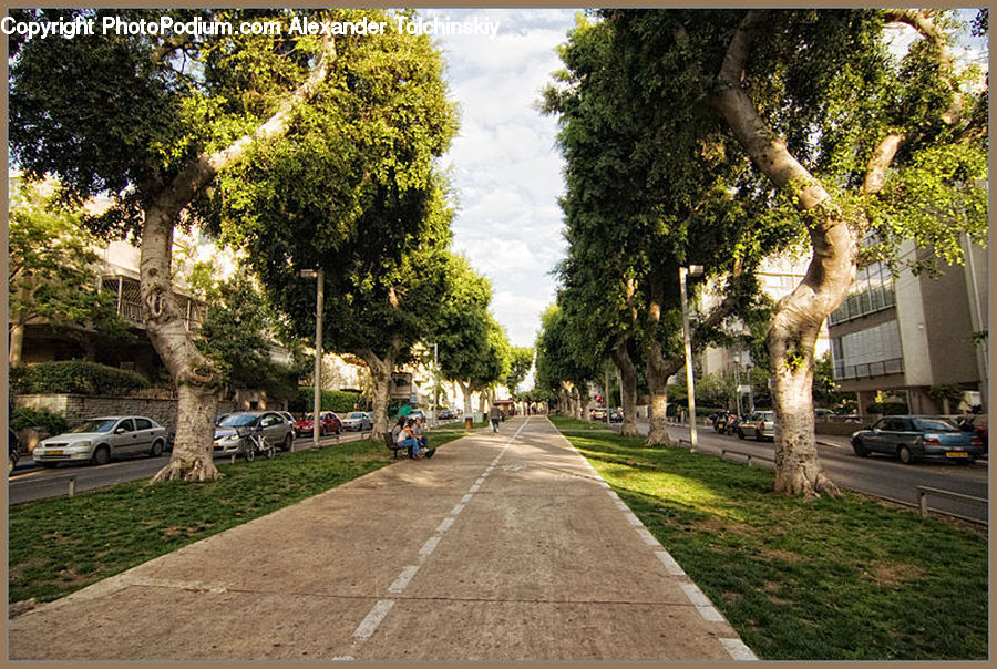 Path, Sidewalk, Walkway, Plant, Tree, Oak, Sycamore